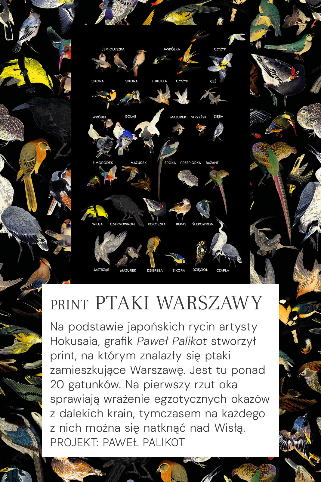 PETARDA print mini ptaki Warszawy